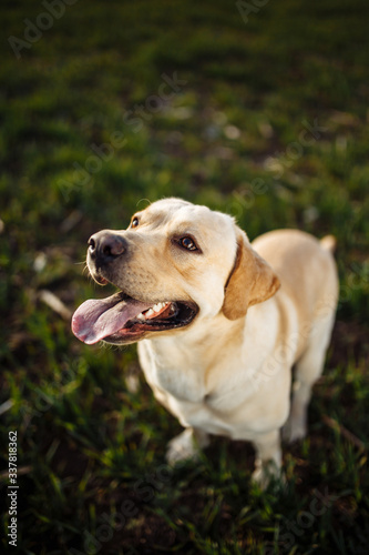 Playful young dog sitss in the field with green grass on a bright sunny day. Labrador retriever wants to play with its owner and being active. Home pets concept.