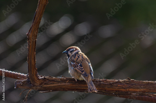 Sparrow sits on the vine on a sunny day. Close-up. Counter-lighting. photo