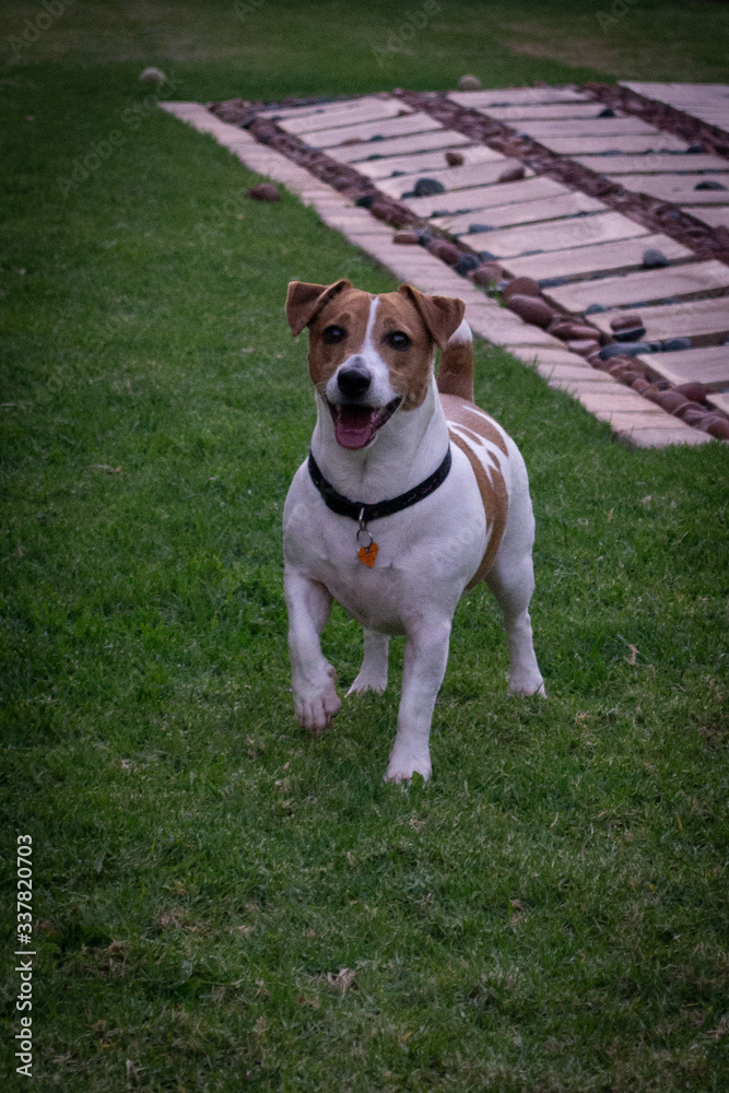 jack russell terrier