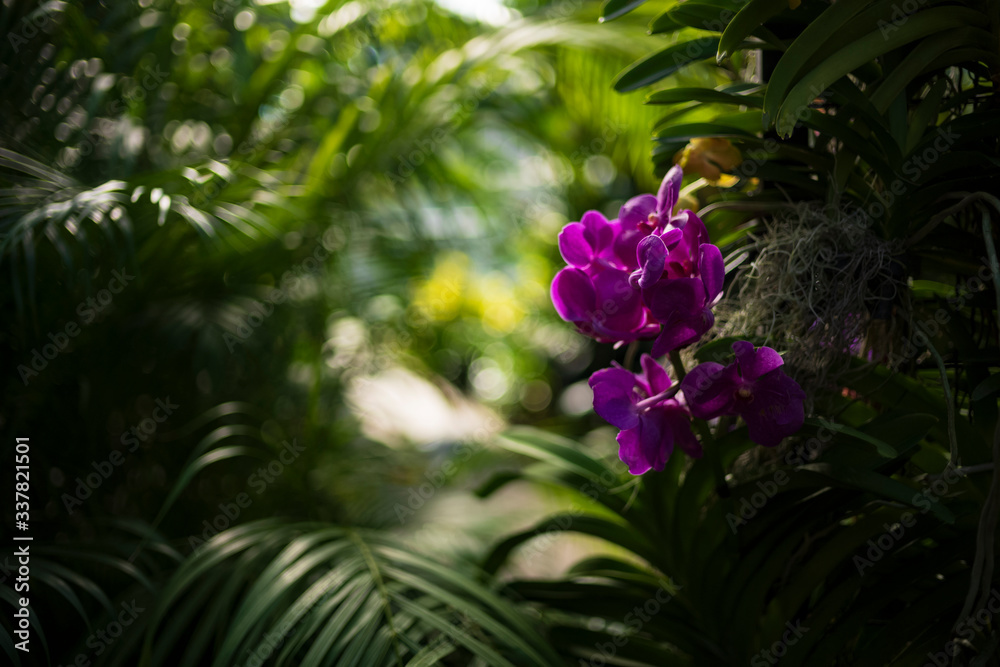 Obraz premium Detail of a purple orchid, photographed against a lush green, layered backdrop of tropical leaves.