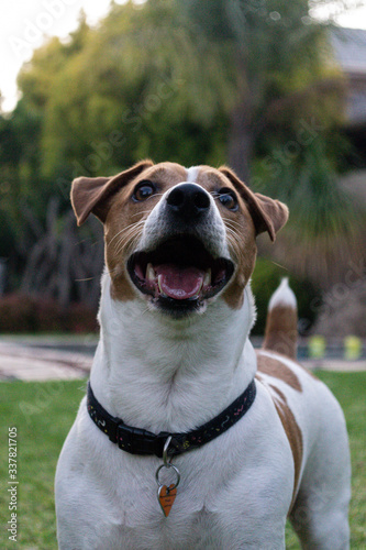 jack russell terrier © Theuns