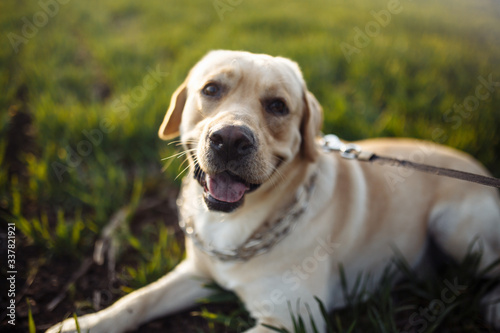 Young labrador retriever lays in a strict dog collar in the green grass field on a bright sunny day. The dog is looking sideway and being calm. Home pets concept.