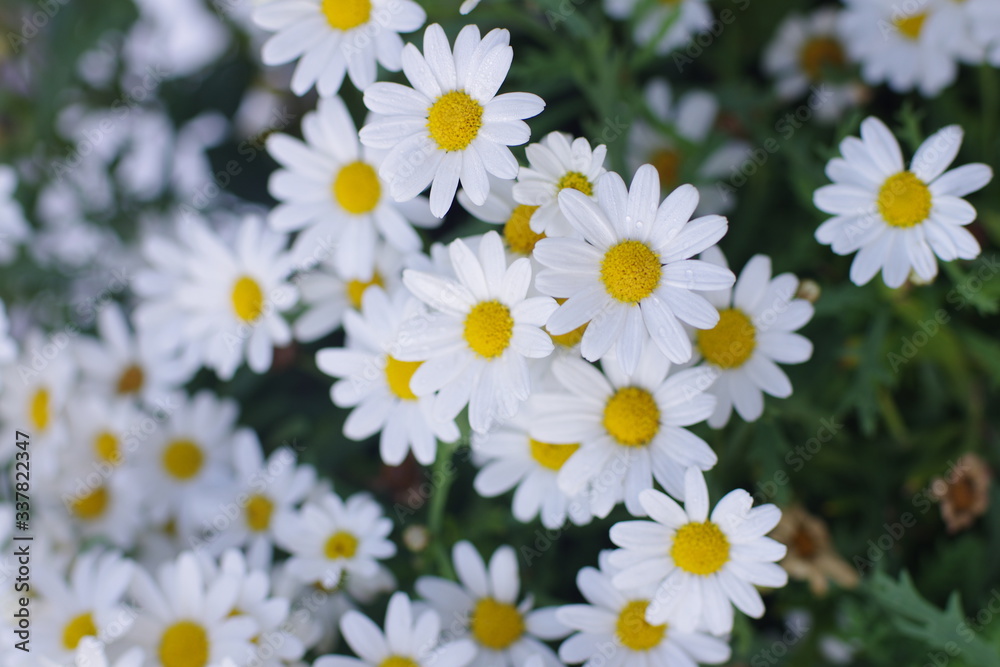 Fototapeta premium Margeriten im Frühling