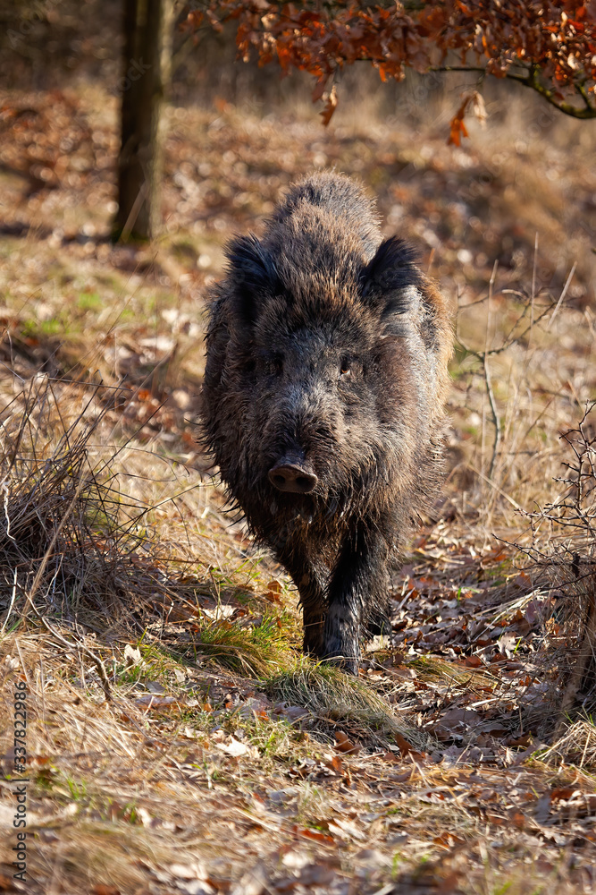 Strong wild boar, sus scrofa, walking on a path in spring nature at sunrise. Rough mammal with long brown fur approaching closer in vertical composition from front view. Wild animal in nature.