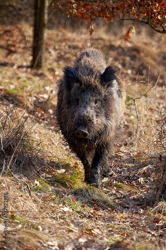 Obraz na płótnie Strong wild boar, sus scrofa, walking on a path in spring nature at sunrise. Rough mammal with long brown fur approaching closer in vertical composition from front view. Wild animal in nature. w salonie