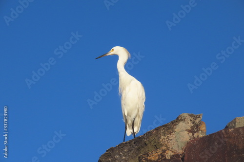 great blue heron