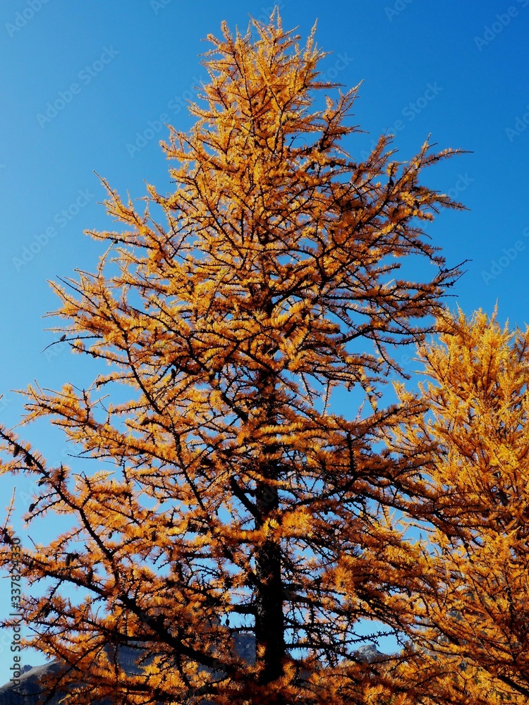 Fototapeta premium Larch tree at larch Valley near Lake Louise at banff national Park, Canadian Rockies Canada OLYMPUS DIGITAL CAMERA