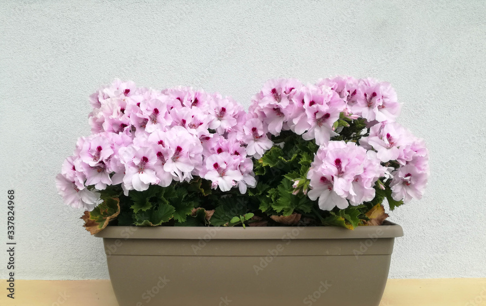 Beautiful summer flowers and a brown pot on pastel background. Balcony, home related. Free copy space.