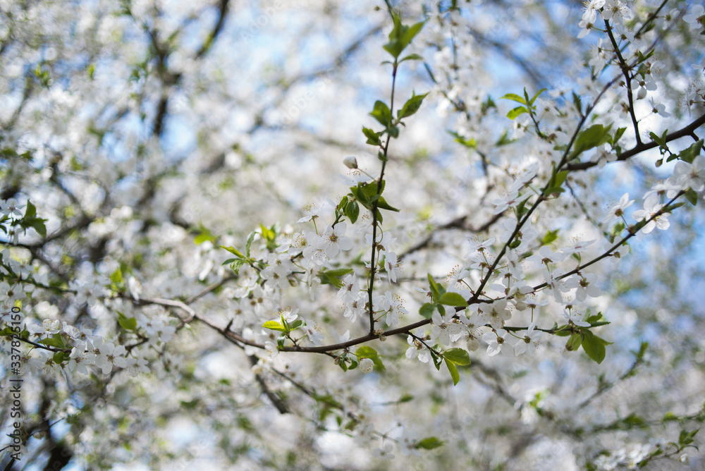 Flowering apple tree with white flowers on a spring sunny day with blue sky Flowering apple tree with white flowers on a spring sunny day with blue sky