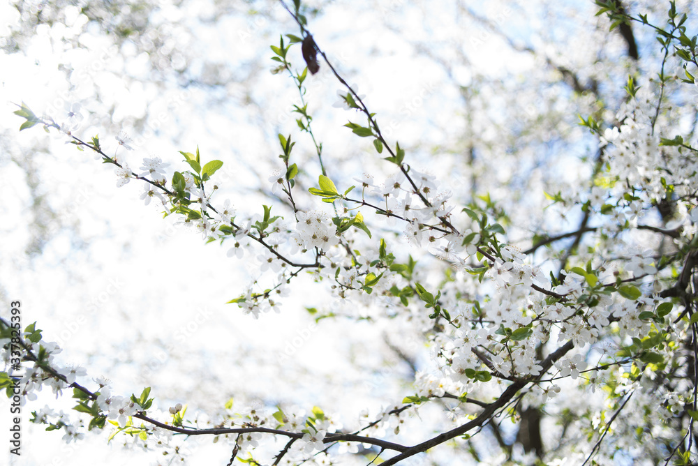 Flowering apple tree with white flowers on a spring sunny day with blue sky Flowering apple tree with white flowers on a spring sunny day with blue sky