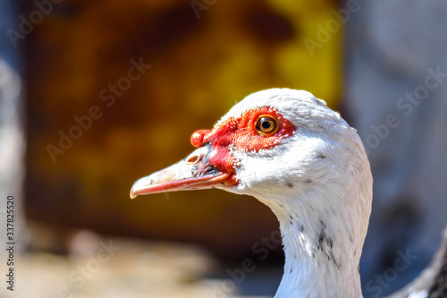 A close-up of an indie duck. White indie duck © Ded_F12