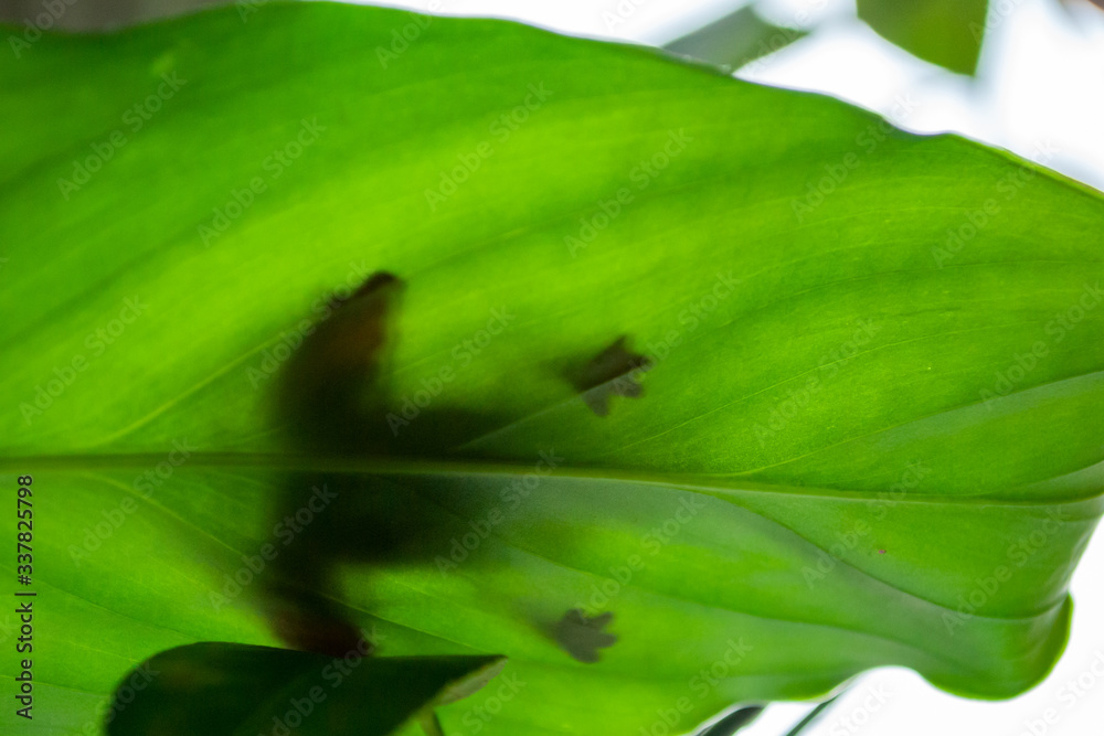 silhouette of a frog on a green leaf silhouette of a frog on a green leaf