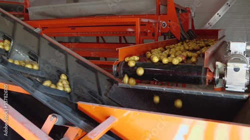 Potatoes on conveyor belt. High speed. Perfect close-up view