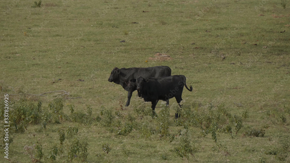 Cows and Cattle on a farm in Oklahoma - USA 2017