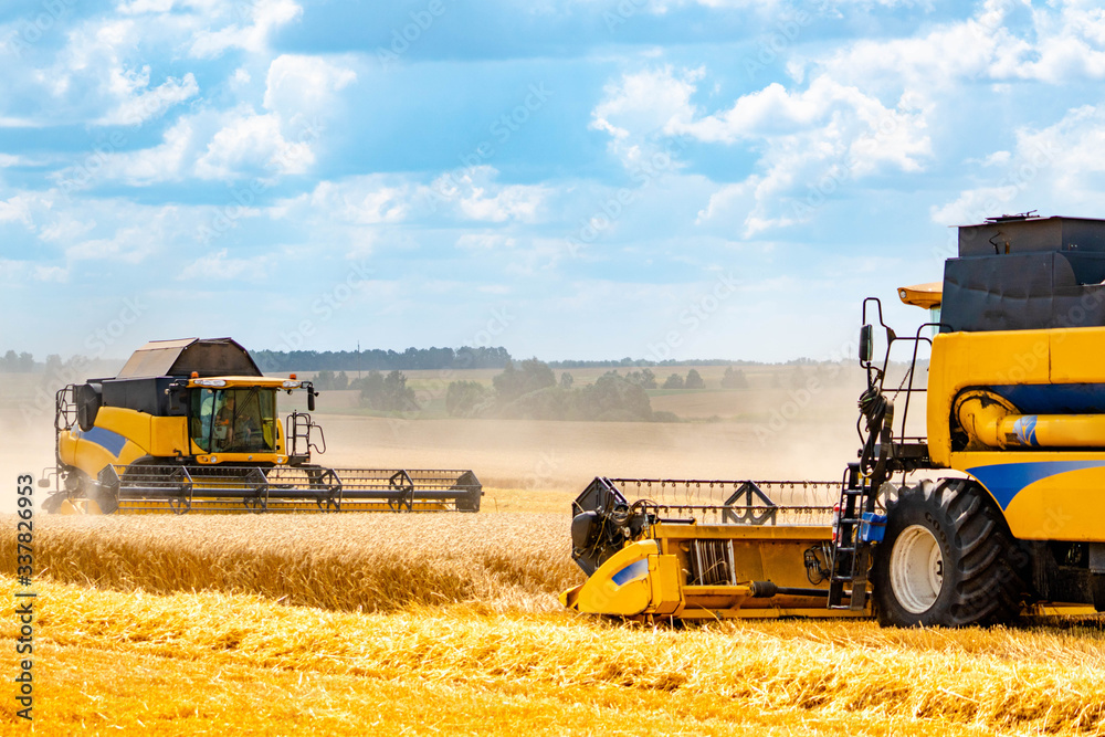 Obraz premium Two yellow combines harvest wheat in the field. Farm grain harvest.