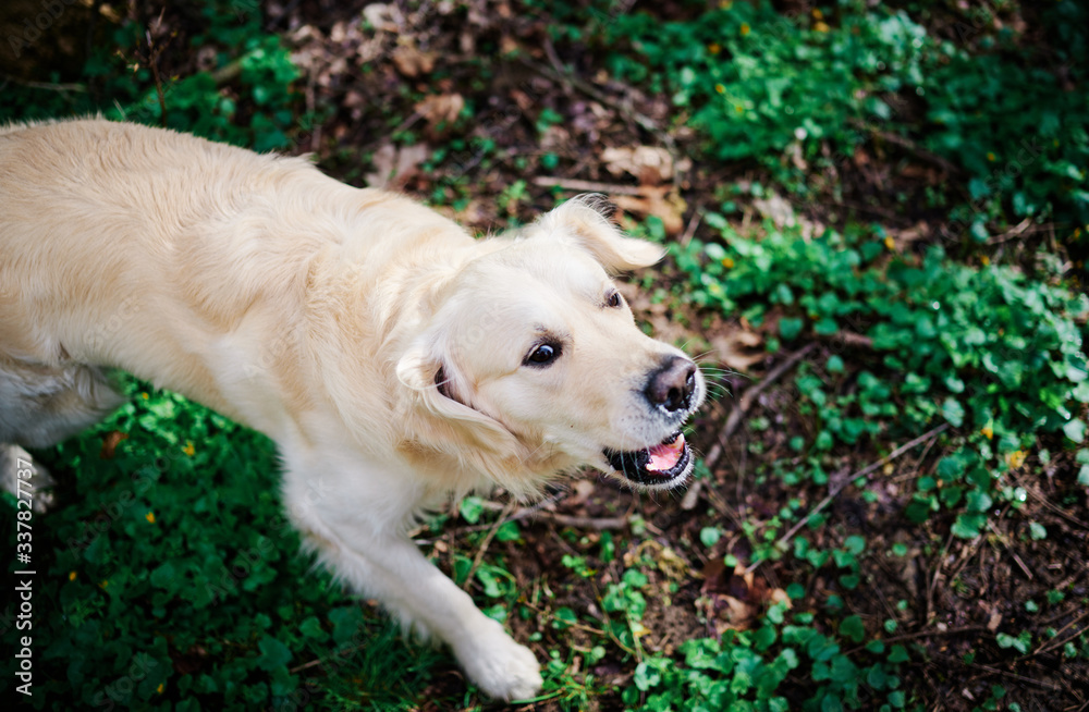 Joyka the Golden Retriever barking in the woods Joyka the Golden Retriever barking in the woods