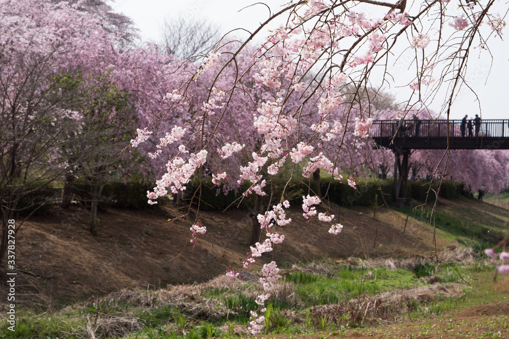 Full blossom shidare sakura in ibaraki JAPAN