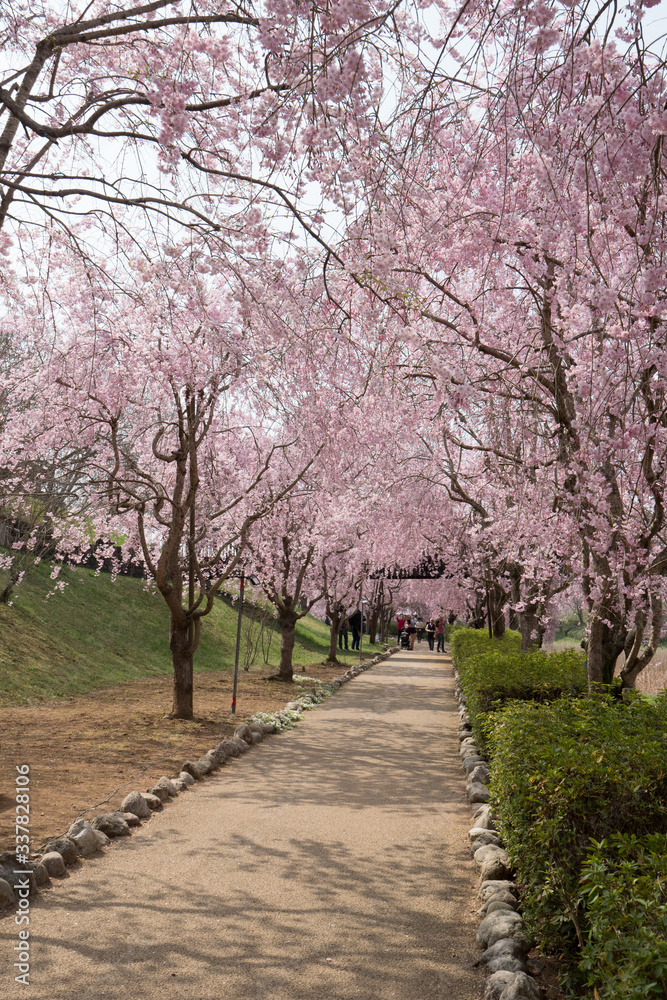 Full blossom shidare sakura in ibaraki JAPAN Full blossom shidare sakura in ibaraki JAPAN