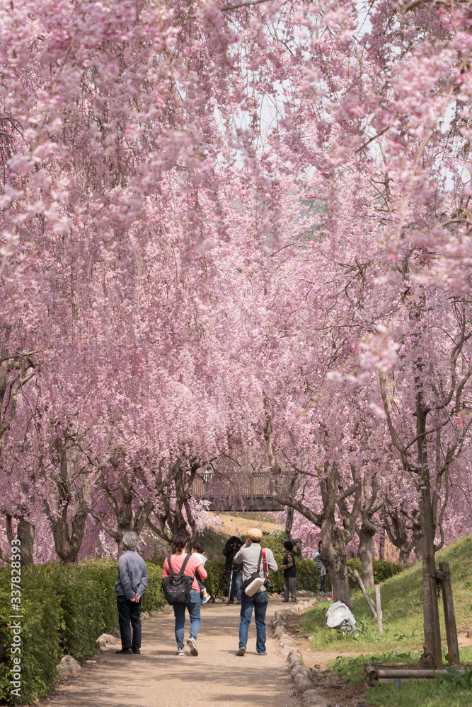 Full blossom shidare sakura in ibaraki JAPAN Full blossom shidare sakura in ibaraki JAPAN