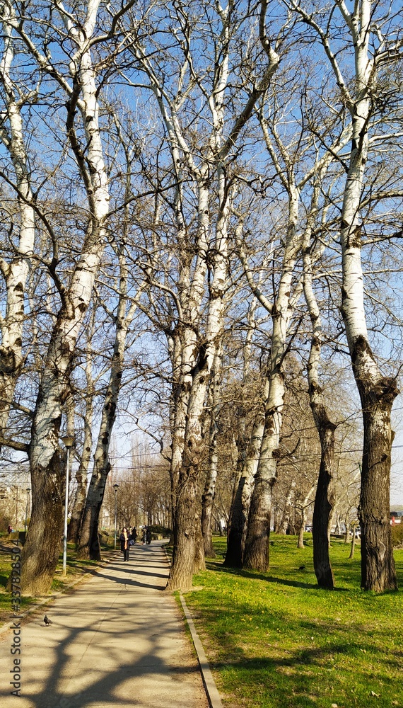 Spring nature in urban park
