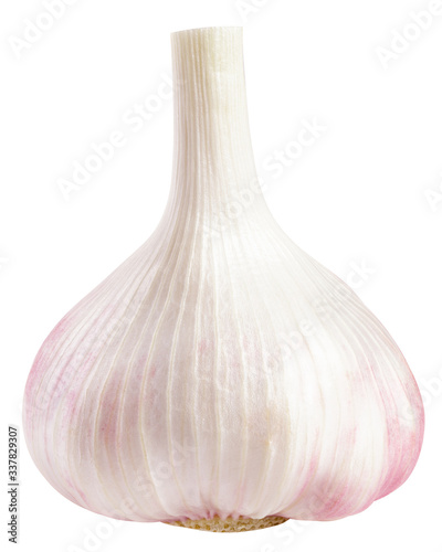 garlic, isolated on white background, clipping path, full depth of field