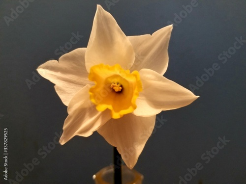 yellow daffodil on blue gray background
