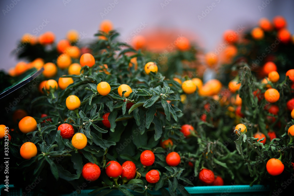 Orange Berries on Bush
