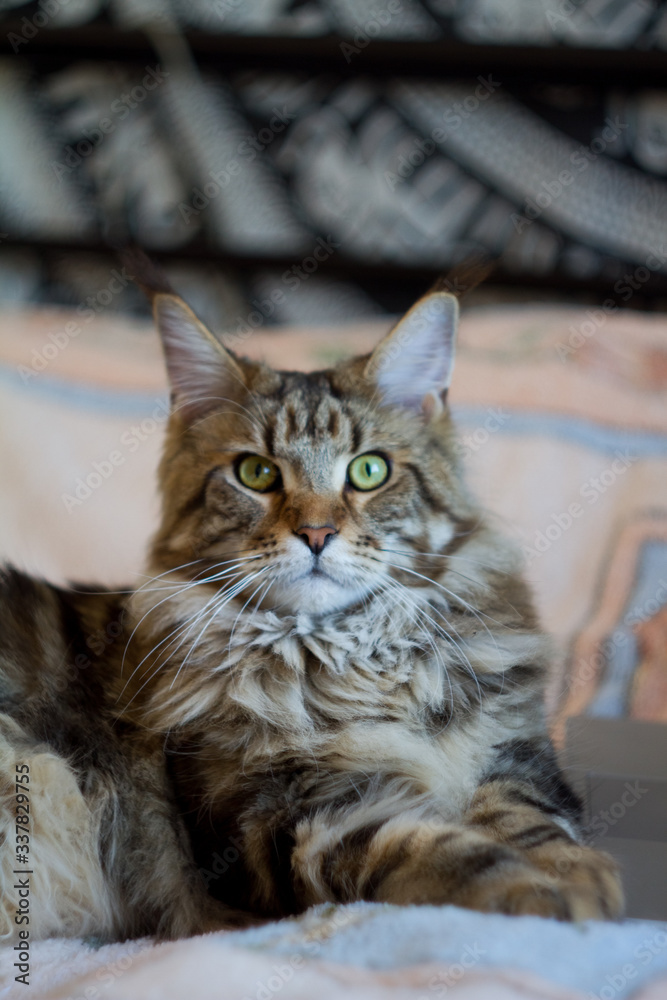 Concept stay home and stay safe, maine coon cat lies on bed and works on laptop, selective focus