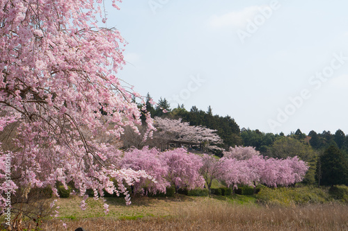 Full blossom shidare sakura in ibaraki JAPAN photo