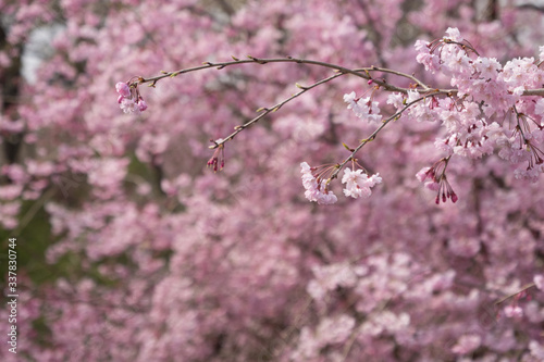 Full blossom shidare sakura in ibaraki JAPAN photo