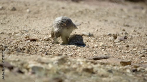 An African pangolin in the wild.