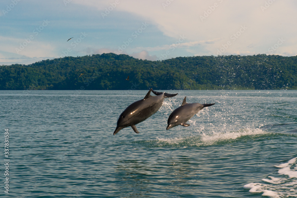 Fototapeta premium Jumping dolphins