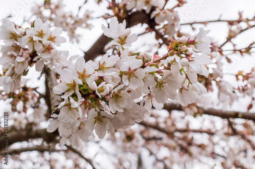cherry blossom in spring