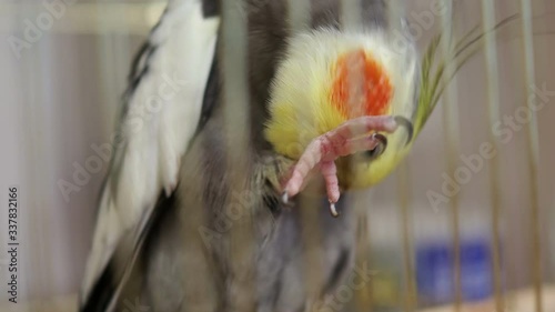 Parrot sitting in a Golden cage and preens its paws sometimes cautious looking into the camera photo