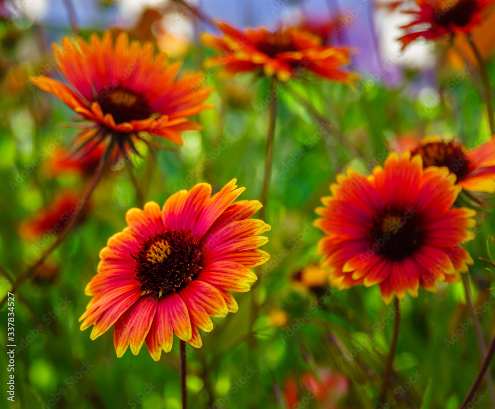 Indian Blanket Wildflowers Blooming in Texas Spring