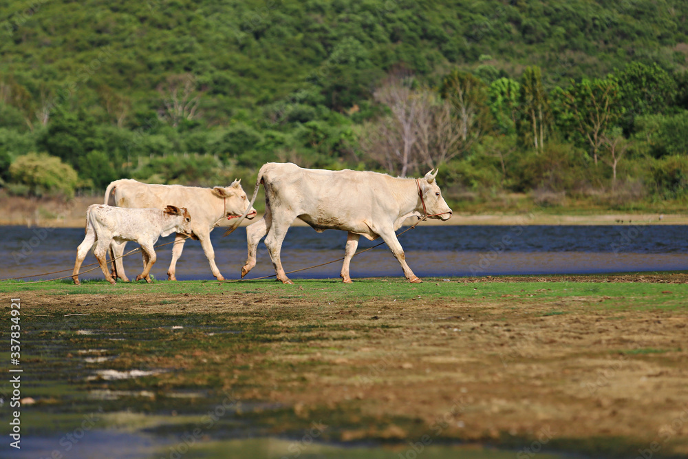 Naklejka premium Little cattles calf strain beef master happy in the kui buri grassland with mountain background. Prachuap khiri khan, Thailand