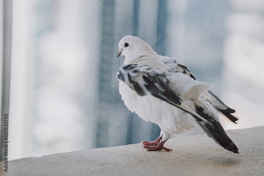 Fototapeta premium Beautiful white pigeon on the balcony