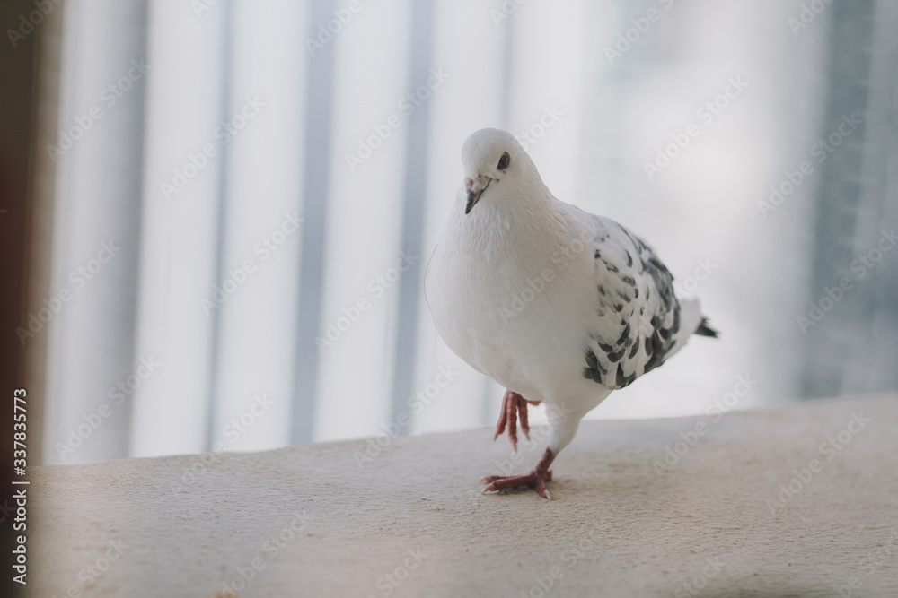 Beautiful white pigeon on the balcony Beautiful white pigeon on the balcony