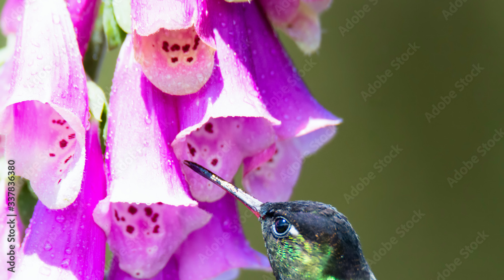 Fiery-throated Hummingbird uses beak to probe purple flower for the best source of necture