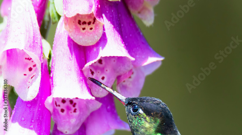 Fiery-throated Hummingbird uses beak to probe purple flower for the best source of necture photo