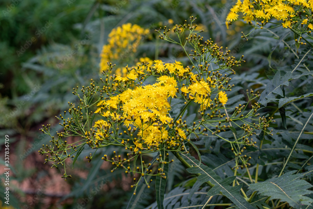 Obraz premium Blooming yellow flowers of sonchus palmensis