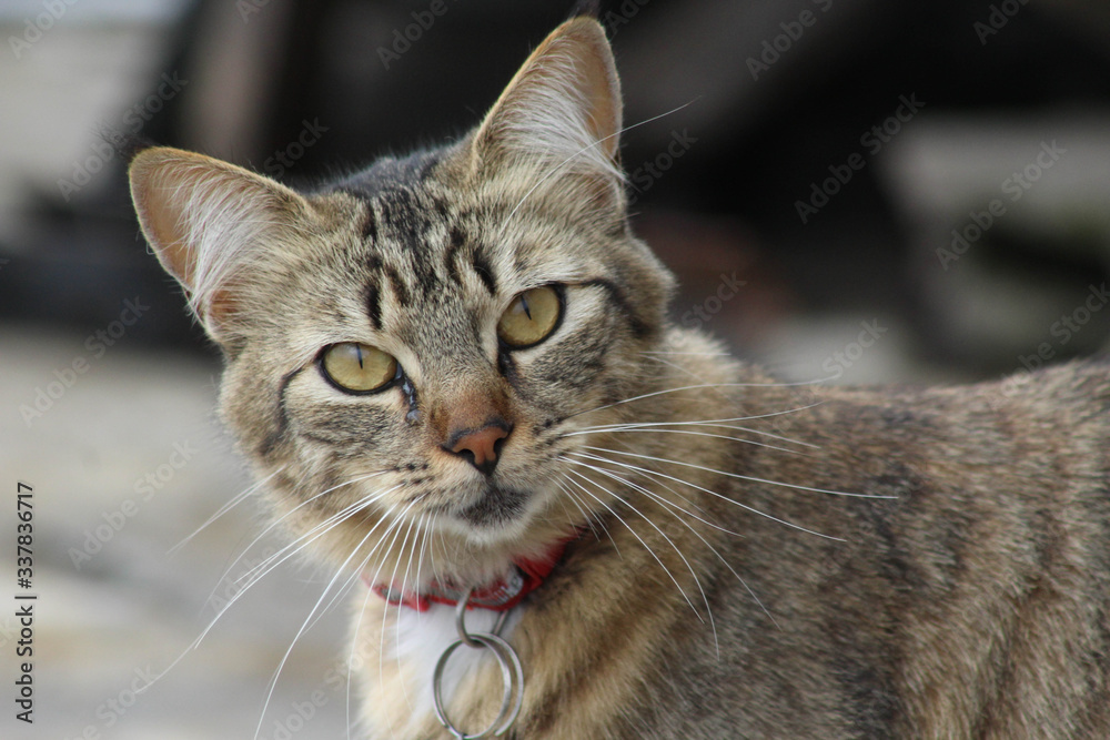 GATO MIRADA