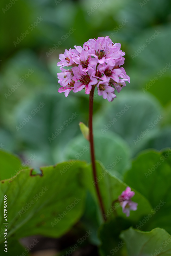 Blooming pink flowers of the Moonlight primrose Blooming pink flowers of the Moonlight primrose