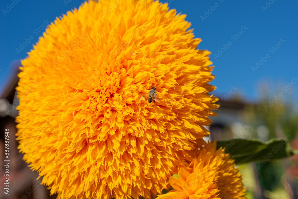 A bee landed on a big yellow sunflower. A bee landed on a big yellow sunflower.