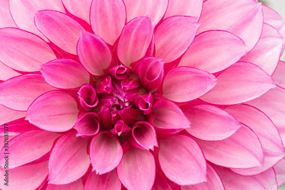 Close up of hot pink dahlia flower