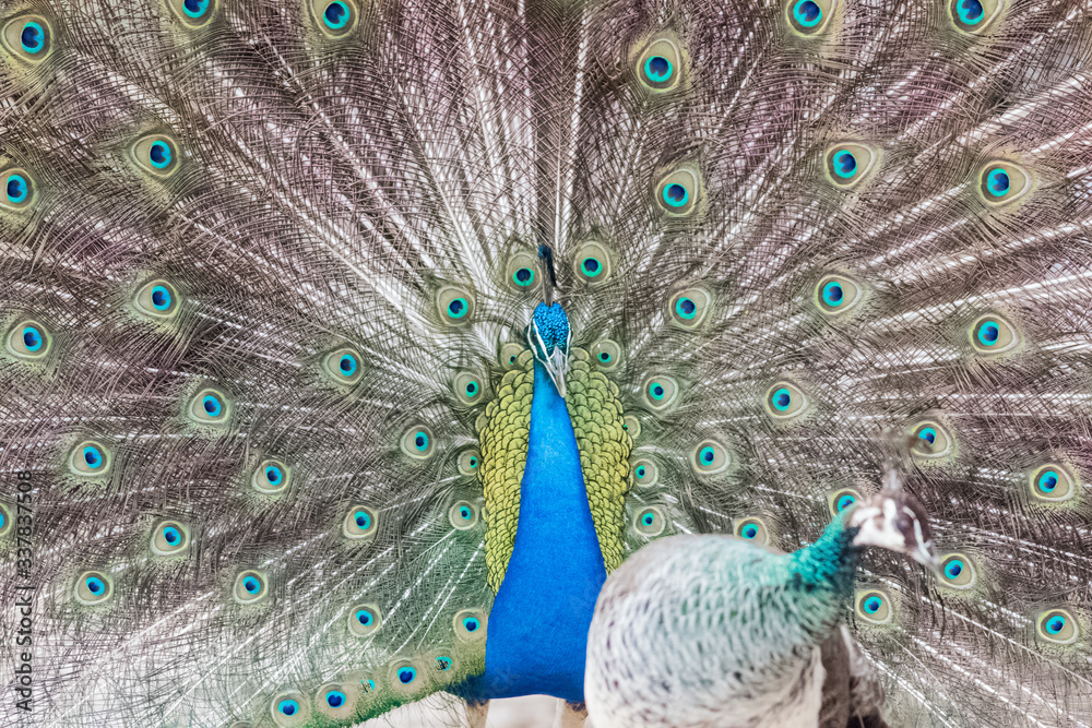 Naklejka premium peacock with its magnificent tail opened wide