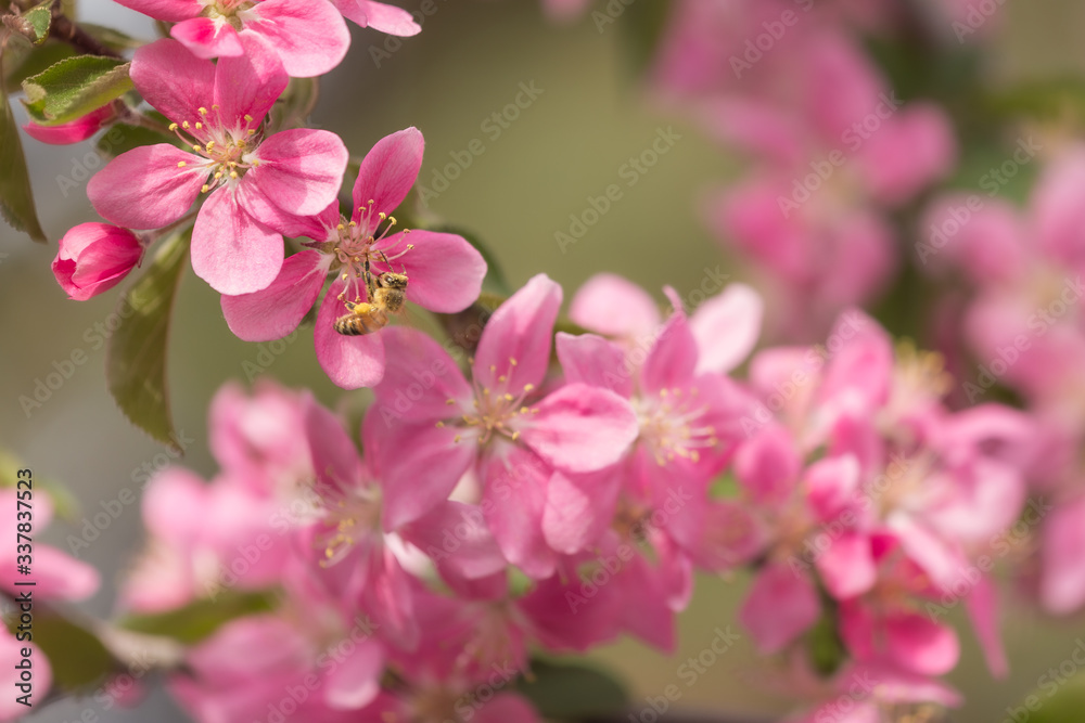 A bee on a pink apple blossom A bee on a pink apple blossom