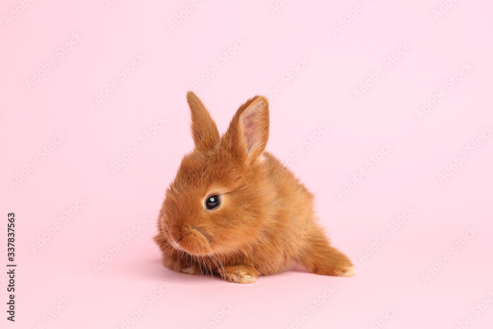 Adorable fluffy bunny on pink background. Easter symbol