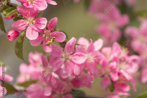 A bee on a pink apple blossom
