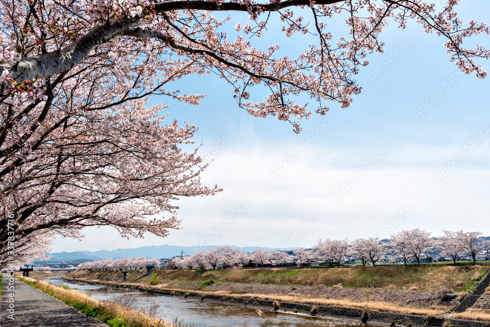 View of full blooming of cherry blossom along Muko river in Sanda city, Hyogo, Japan View of full blooming of cherry blossom along Muko river in Sanda city, Hyogo, Japan